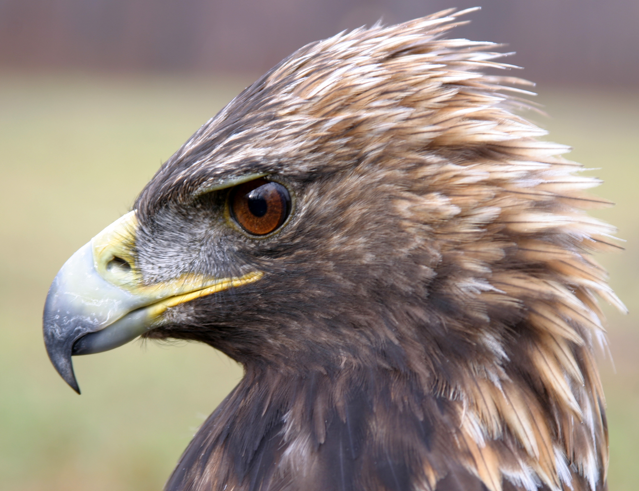 Genome yields insights into golden eagle vision, smell - Purdue University