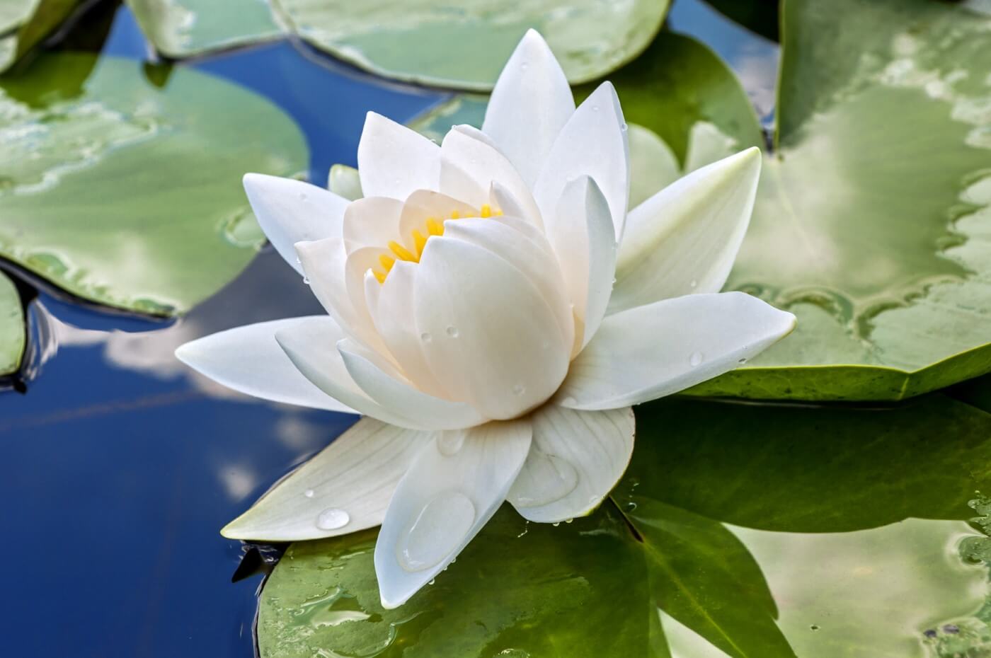 White Lotus Flower Meaning and Symbolism - Petal Republic