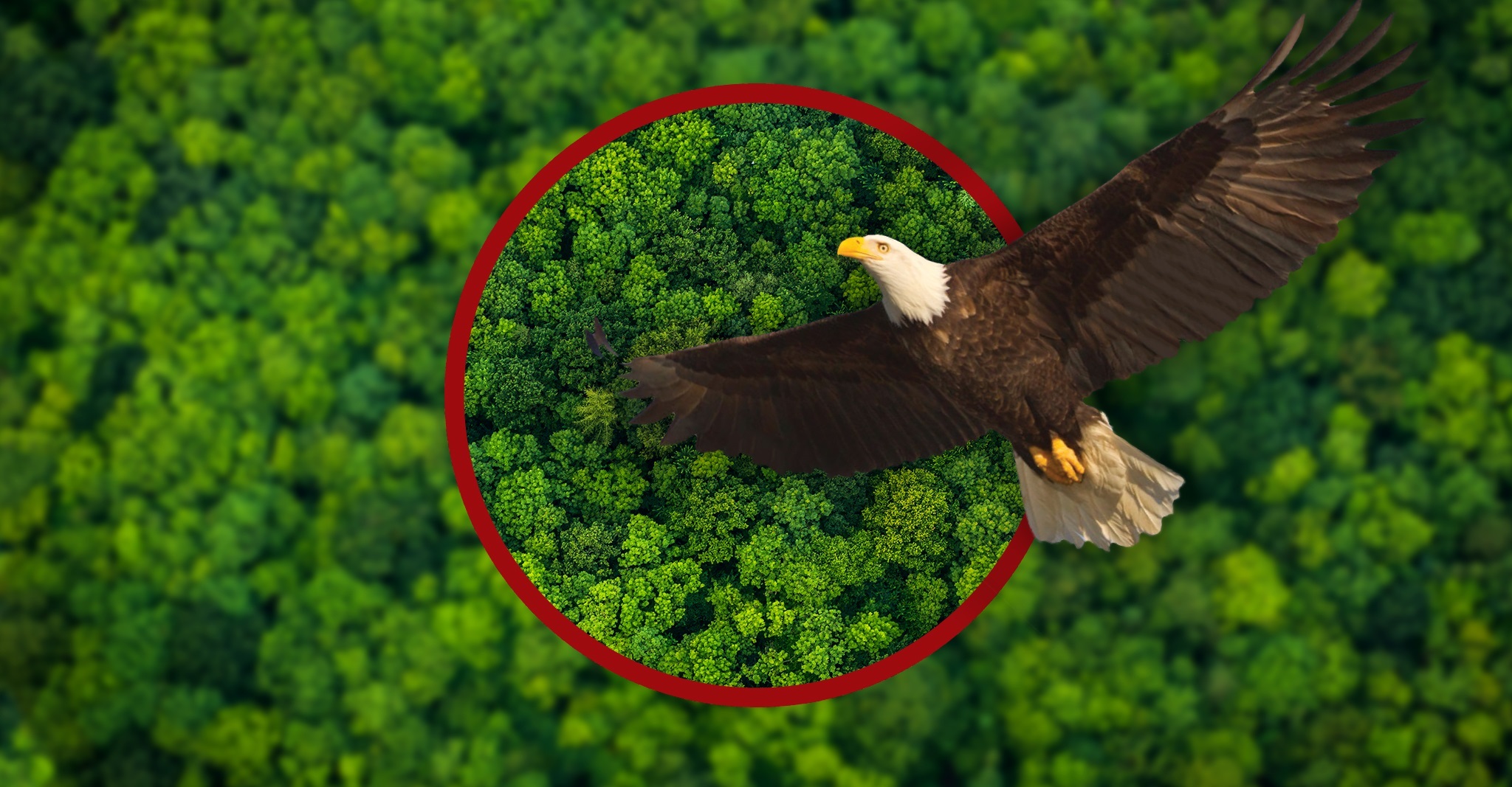 Natural astaxanthin inspired by eagles' vision | Vitafoods Insights