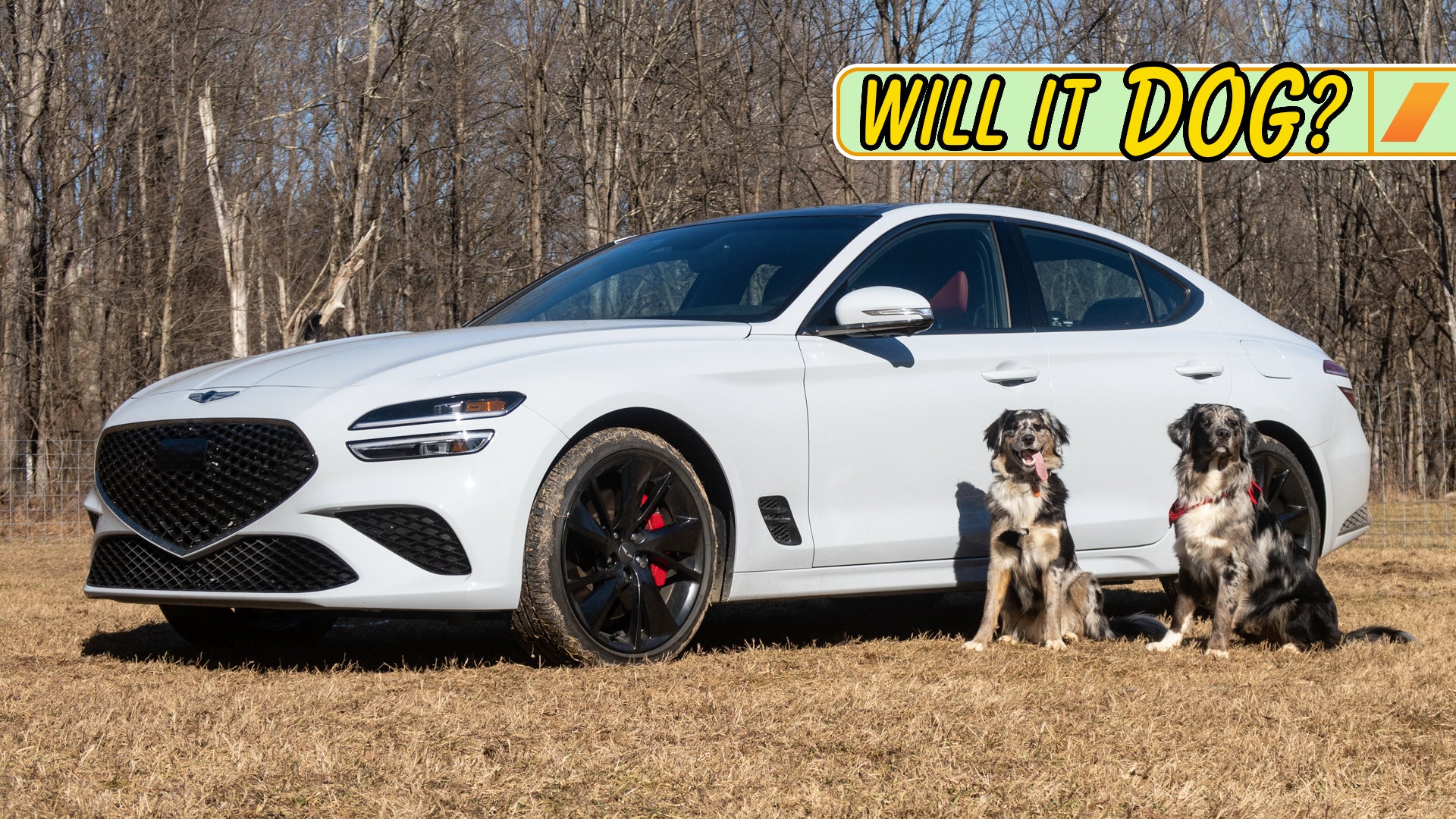 Is the 2023 Genesis G70 a Good Car for Dog Owners? | The Drive