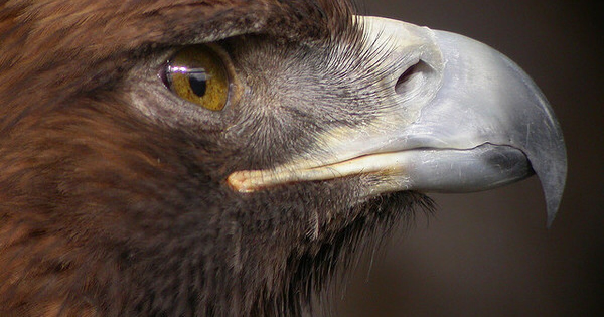 Genetic Discovery in Golden Eagle May Have Implications For Wind Turbines |  Redefine | KCET